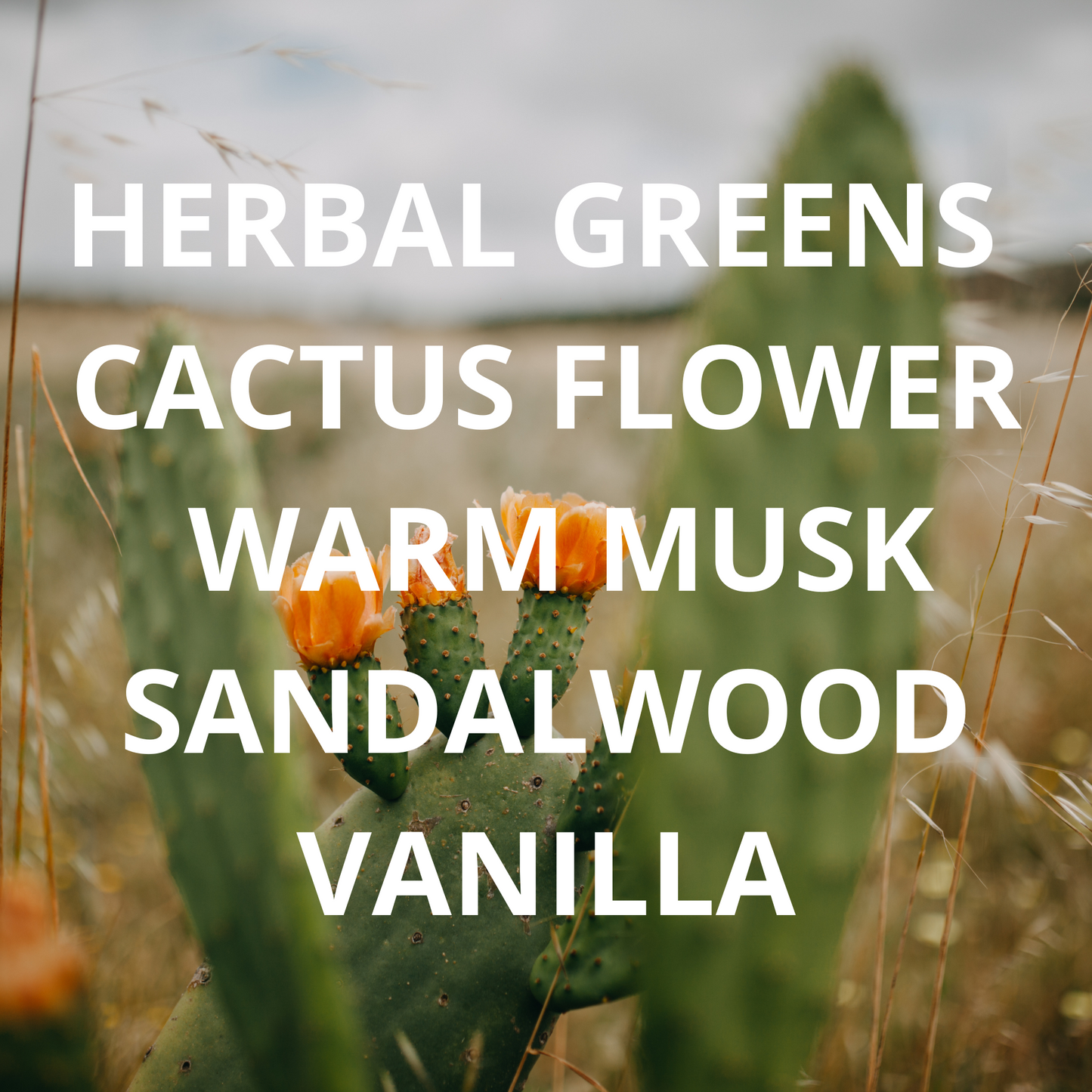 Cactus & Prickly Pear Candle